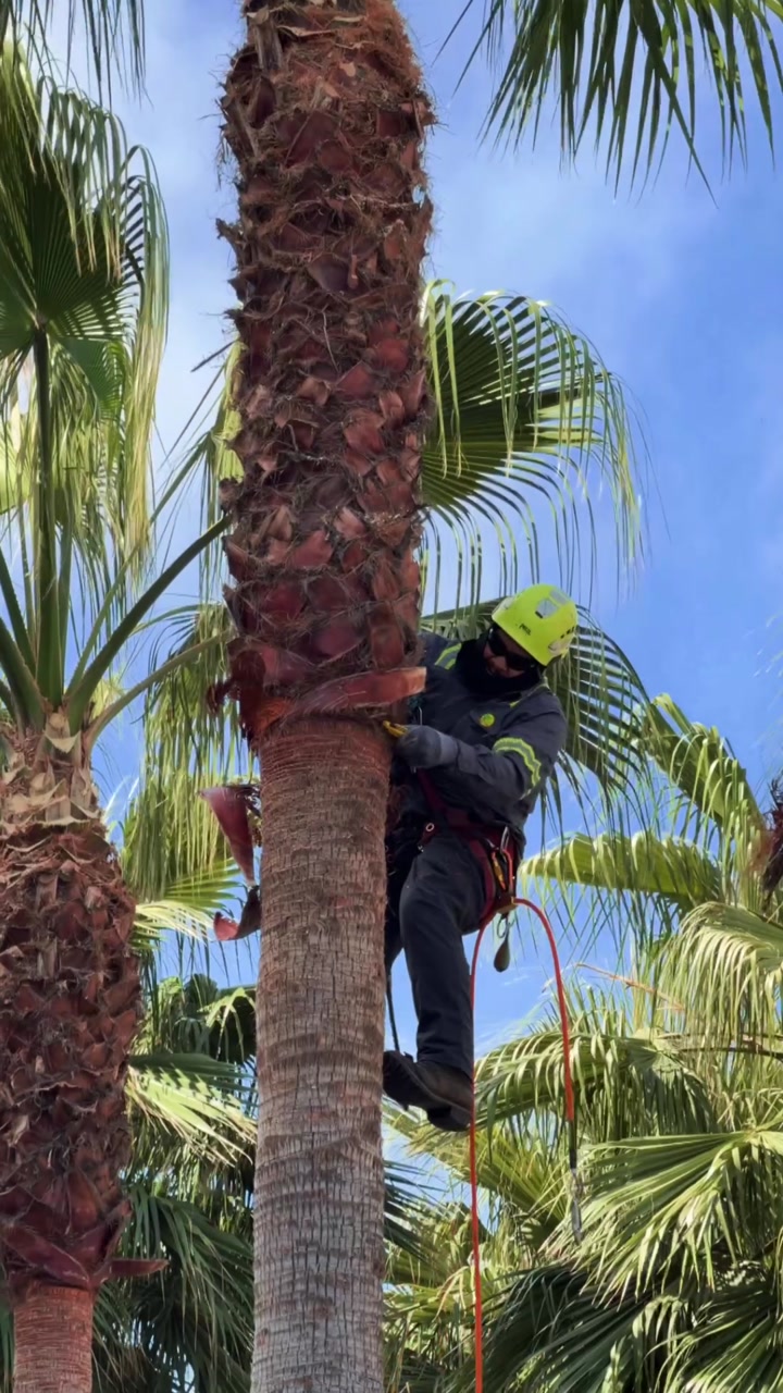 Work at height around palms and shared campus spaces.