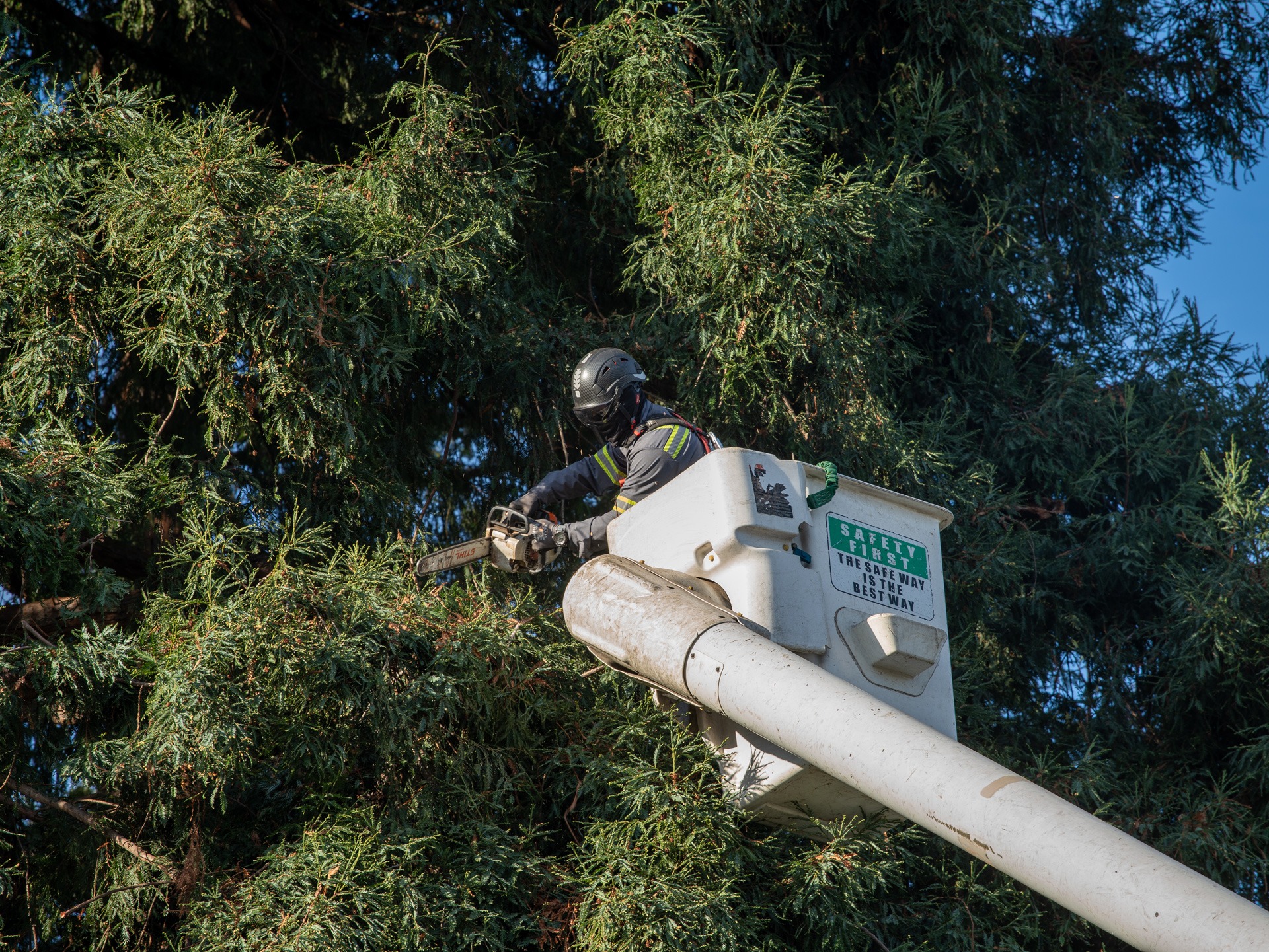 Tree Tech professional working from an aerial lift among the pine branches