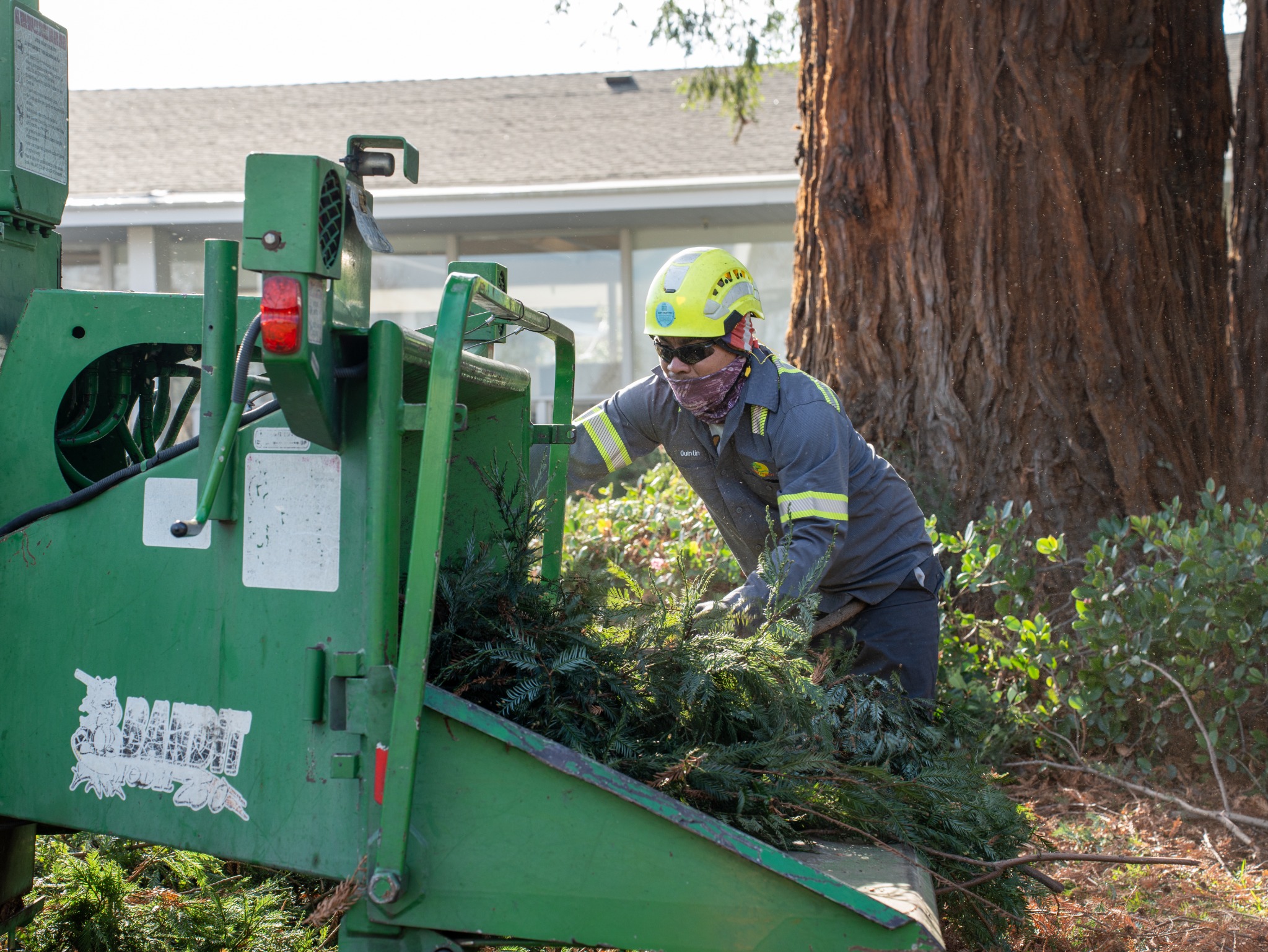 A Tree Tech crew member handling branches beside a wood chipper